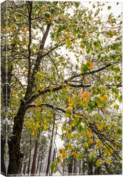 Fall and Winter Canvas Print by Jamie Pham
