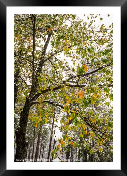 Fall and Winter Framed Mounted Print by Jamie Pham