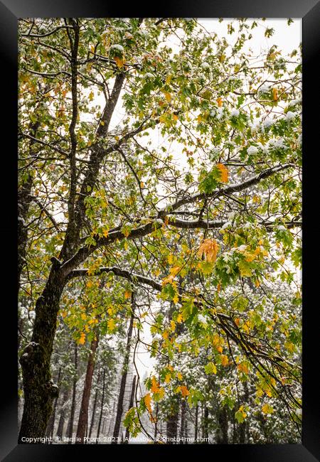 Fall and Winter Framed Print by Jamie Pham