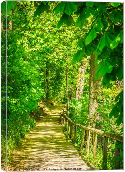 forest pathway walkway path Canvas Print by Alex Winter