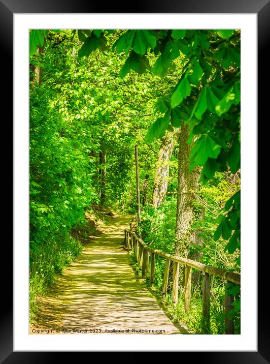 forest pathway walkway path Framed Mounted Print by Alex Winter