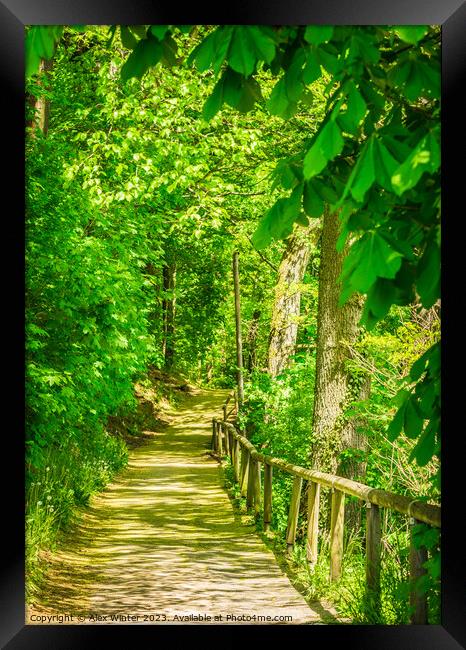 forest pathway walkway path Framed Print by Alex Winter