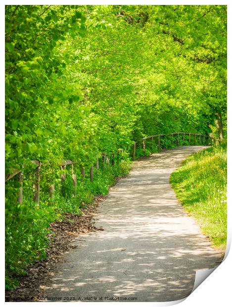 Empty pathway along park trees  Print by Alex Winter