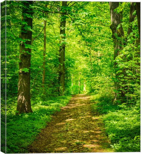 Idyllic pathway with deciduous trees Canvas Print by Alex Winter