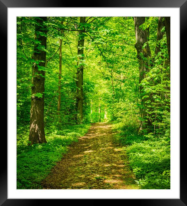 Idyllic pathway with deciduous trees Framed Mounted Print by Alex Winter