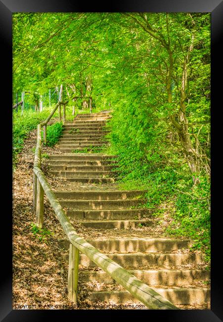 Green forest trees staircase Framed Print by Alex Winter