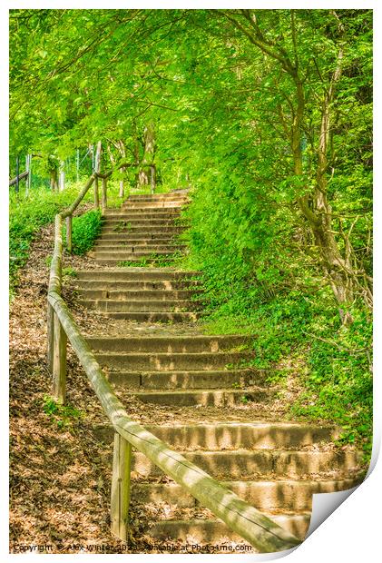 Green forest trees staircase Print by Alex Winter