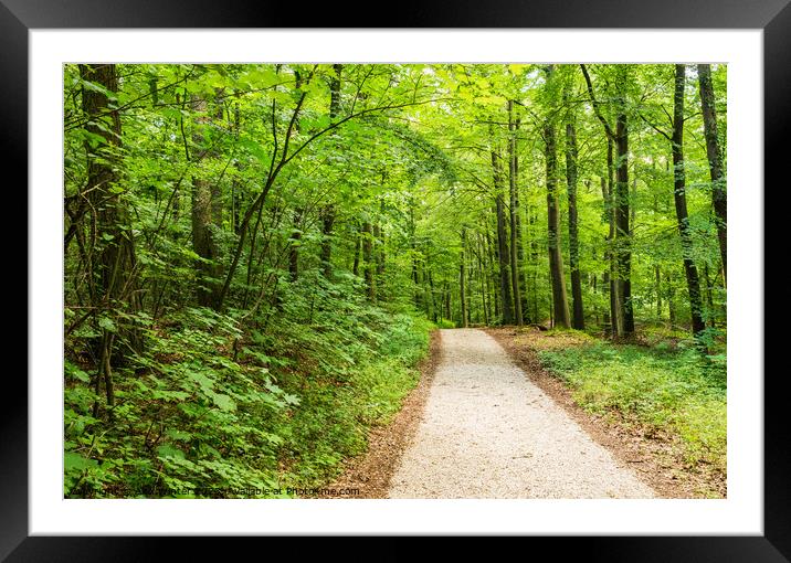 Idyllic footpath in to green forest Framed Mounted Print by Alex Winter
