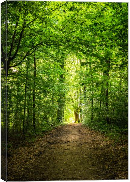 Track in forest Pathway Canvas Print by Alex Winter