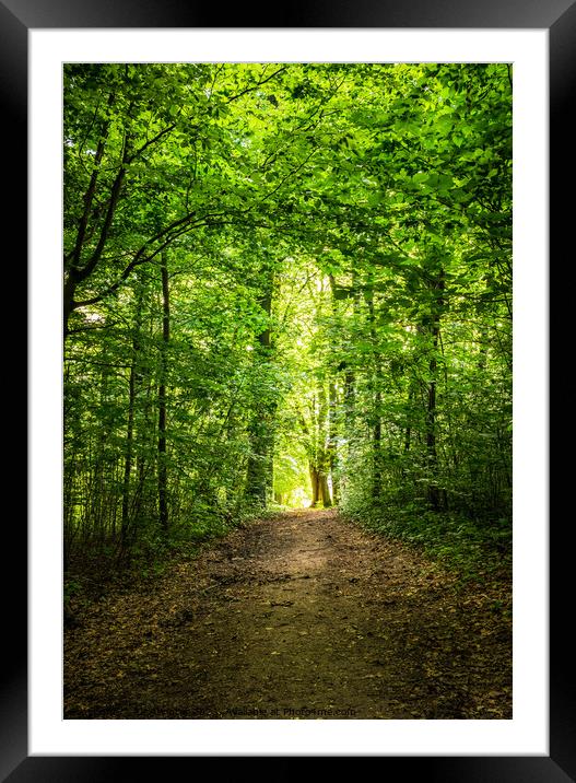 Track in forest Pathway Framed Mounted Print by Alex Winter