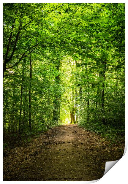 Track in forest Pathway Print by Alex Winter