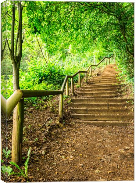 Forest path staircase Canvas Print by Alex Winter