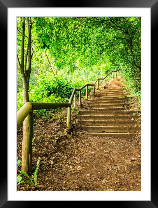 Forest path staircase Framed Mounted Print by Alex Winter