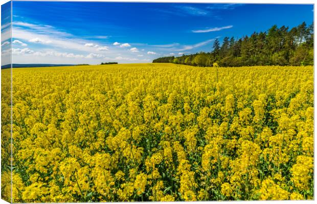 Golden Fields of Rapeseed Canvas Print by Alex Winter