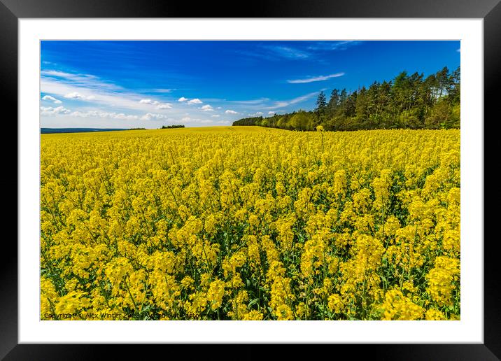 Golden Fields of Rapeseed Framed Mounted Print by Alex Winter