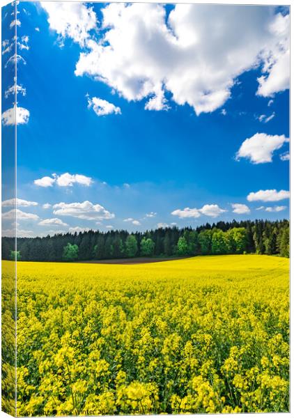 Golden field of flowering rapeseed Canvas Print by Alex Winter