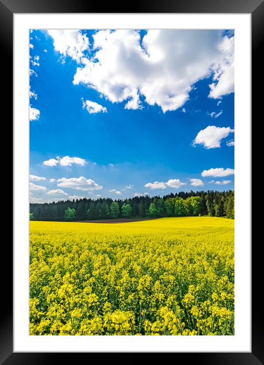 Golden field of flowering rapeseed Framed Mounted Print by Alex Winter