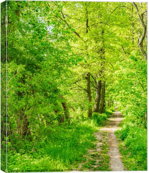 Footpath through green spring forest Canvas Print by Alex Winter