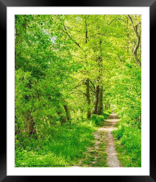 Footpath through green spring forest Framed Mounted Print by Alex Winter