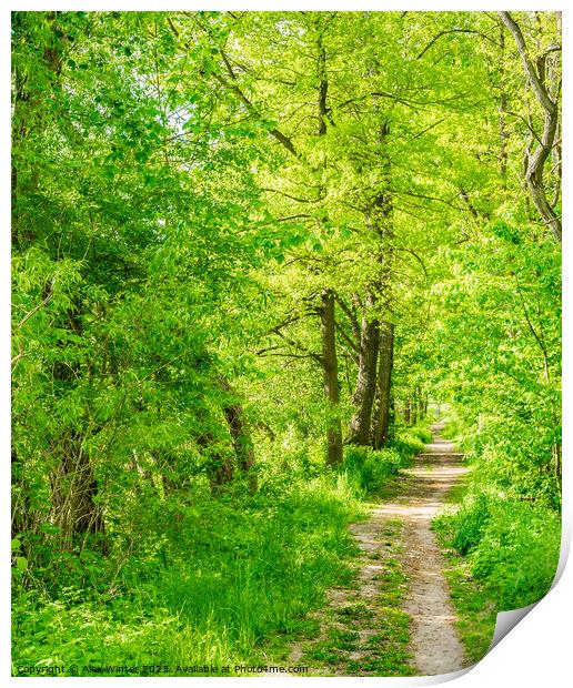 Footpath through green spring forest Print by Alex Winter