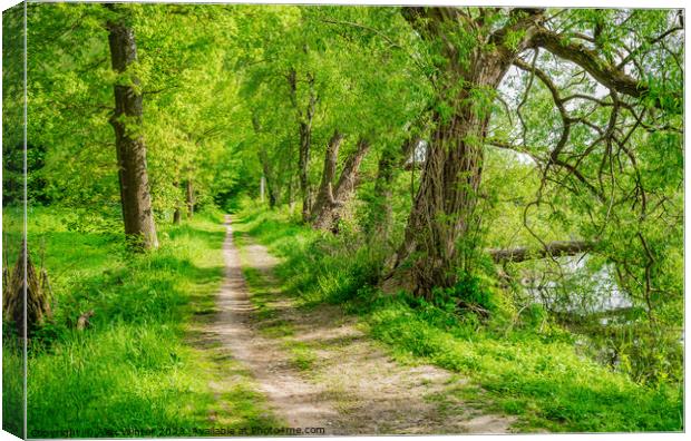 Serene Pathways through the Spring Forest Canvas Print by Alex Winter