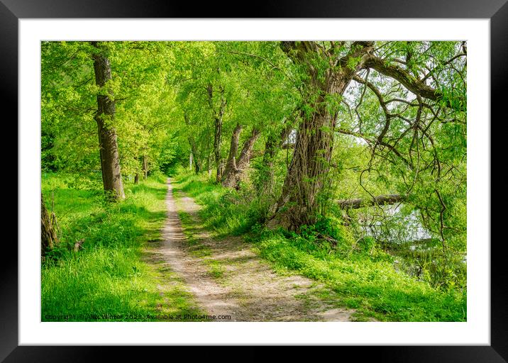Serene Pathways through the Spring Forest Framed Mounted Print by Alex Winter