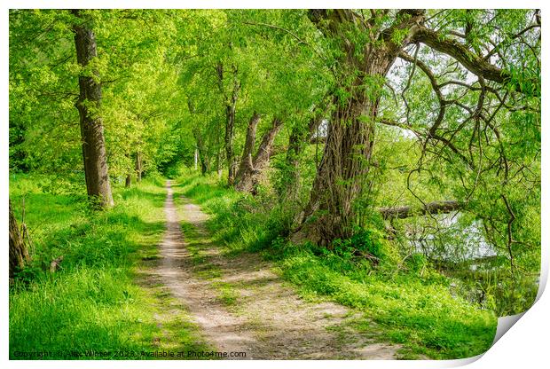 Serene Pathways through the Spring Forest Print by Alex Winter