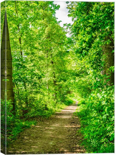 Forest trees with pathway and sunshine Canvas Print by Alex Winter