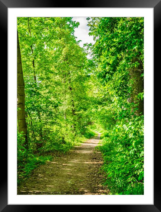 Forest trees with pathway and sunshine Framed Mounted Print by Alex Winter