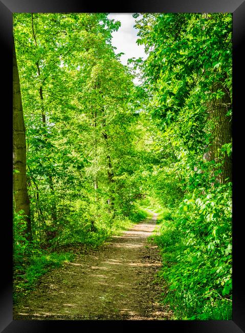 Forest trees with pathway and sunshine Framed Print by Alex Winter