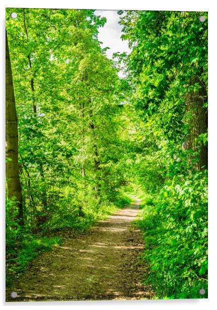 Forest trees with pathway and sunshine Acrylic by Alex Winter