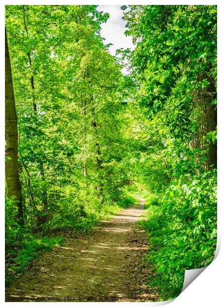 Forest trees with pathway and sunshine Print by Alex Winter