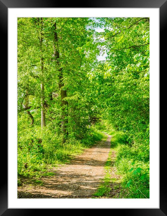 Journey Through a Lush Forest Framed Mounted Print by Alex Winter