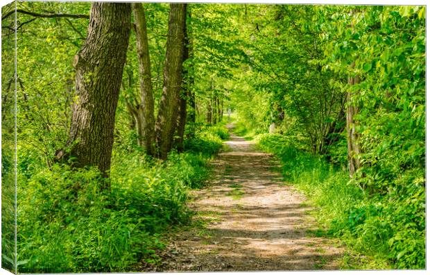 Sunlit Forest Pathway Canvas Print by Alex Winter