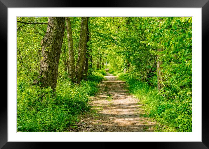 Sunlit Forest Pathway Framed Mounted Print by Alex Winter