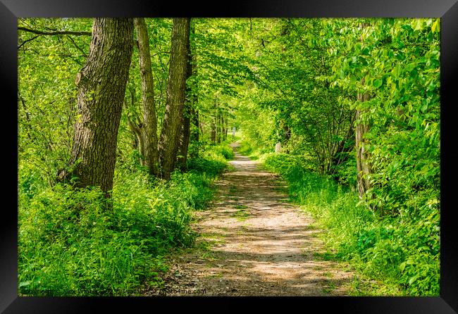 Sunlit Forest Pathway Framed Print by Alex Winter