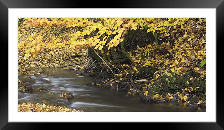Autumn flow Framed Mounted Print by Ian Middleton