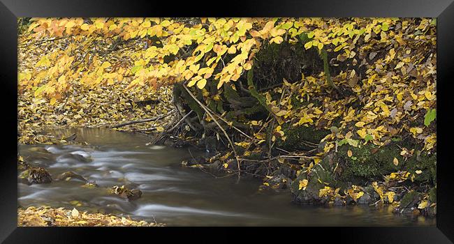 Autumn flow Framed Print by Ian Middleton