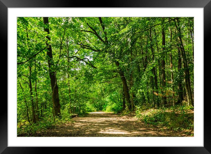 Idyllic track in green woodland Framed Mounted Print by Alex Winter