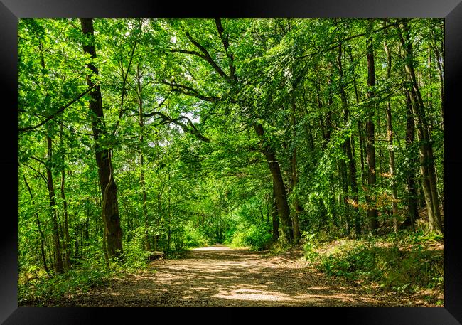 Idyllic track in green woodland Framed Print by Alex Winter