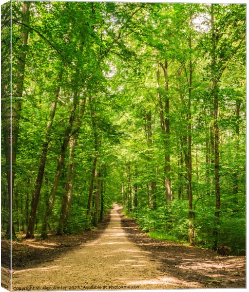 Beautiful track in idyllic green woodland Canvas Print by Alex Winter