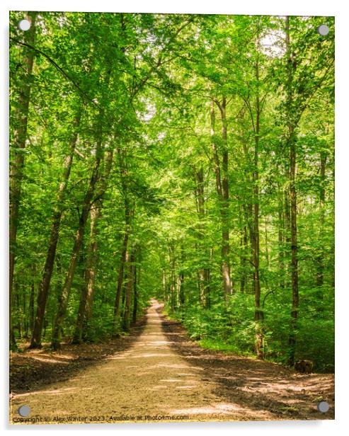 Beautiful track in idyllic green woodland Acrylic by Alex Winter