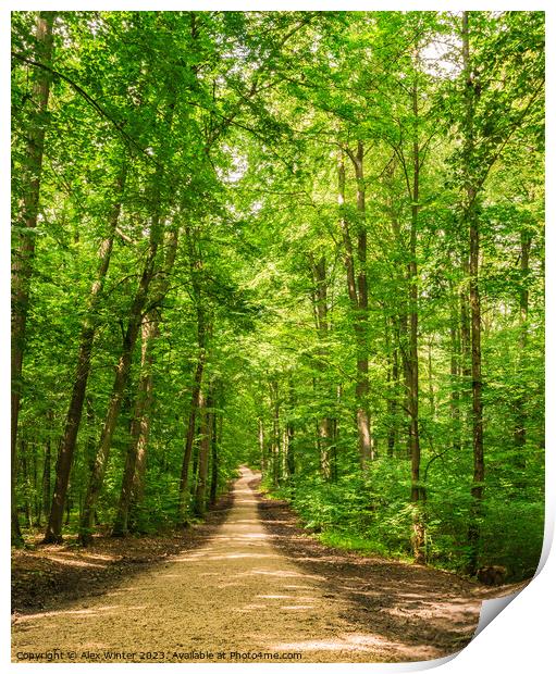 Beautiful track in idyllic green woodland Print by Alex Winter