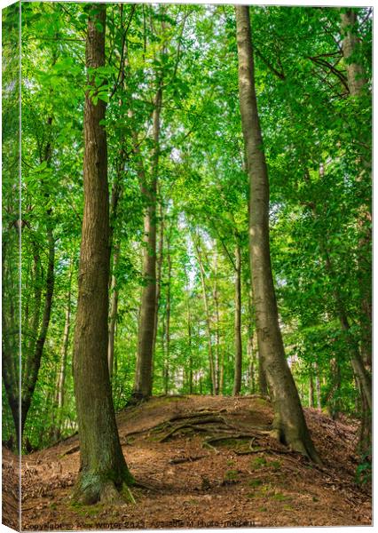 Green forest trees on hill Canvas Print by Alex Winter