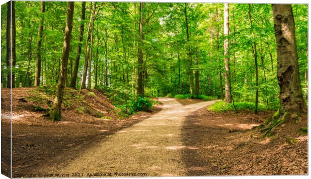 Forked roads right and left in green forest Canvas Print by Alex Winter