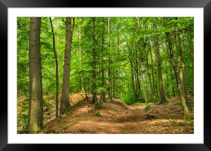 Trail in green forest on a sunny day Framed Mounted Print by Alex Winter