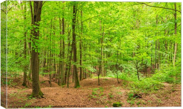 Green woodland with deciduous trees Canvas Print by Alex Winter