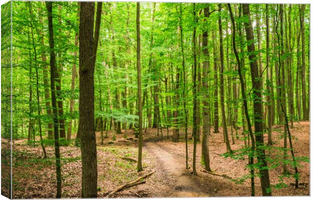 Beautiful forest scenery Canvas Print by Alex Winter