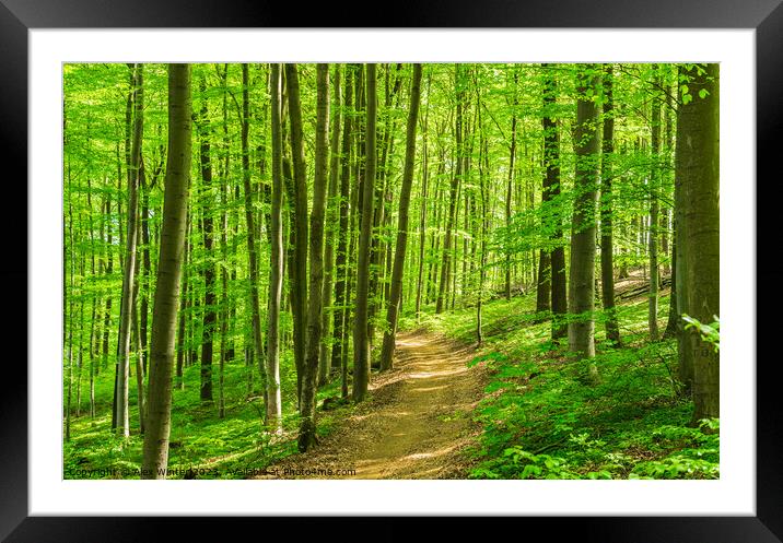 Deciduous tree forest pathway Framed Mounted Print by Alex Winter