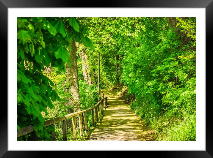 natural park with trees and fresh green foliage Framed Mounted Print by Alex Winter